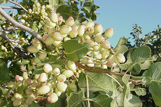 jahangiri pistachi co