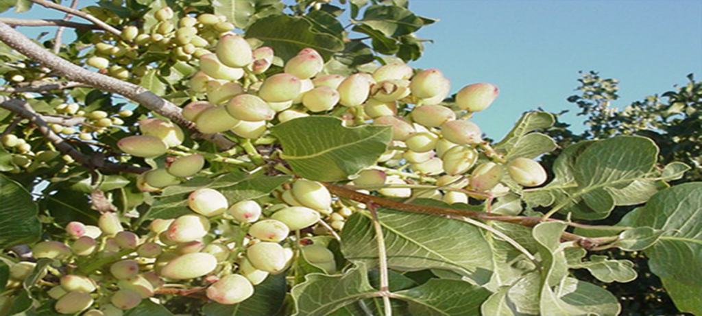 jahangir pistachio arsalan co