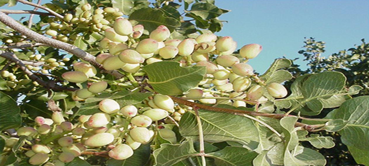 Buy and Sell Pistachios