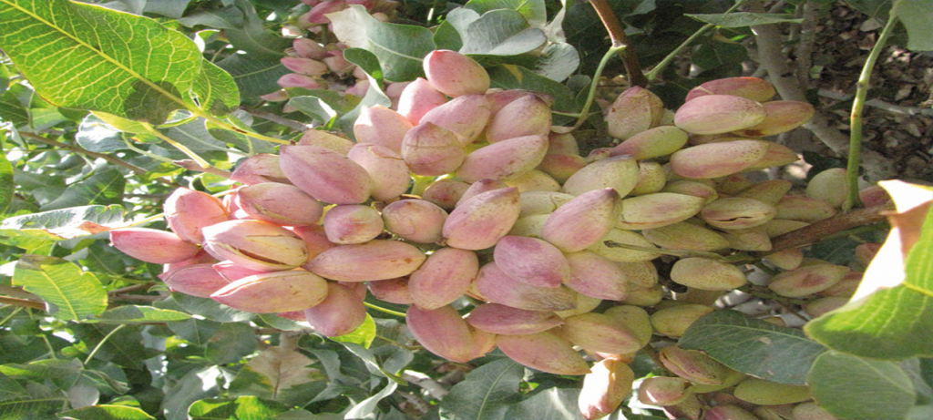 jahangir pistachio arsalan co