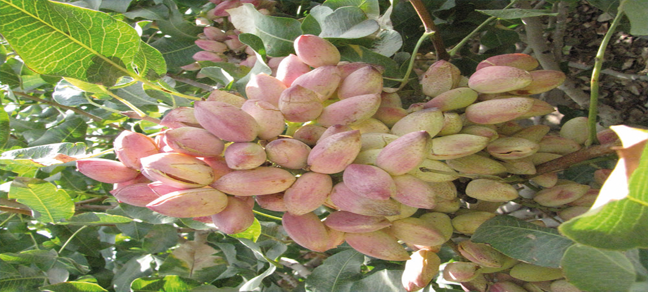 Iranian Pistachio  Supplier & Exporter